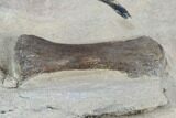 Mosasaur (Platecarpus) Paddle Bone - Kansas #96401-2